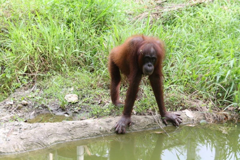 Борнео (Сабах + Мулу), май 2013