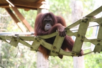 Борнео (Сабах + Мулу), май 2013