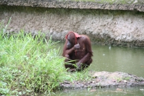 Борнео (Сабах + Мулу), май 2013