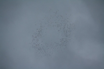 Борнео (Сабах + Мулу), май 2013