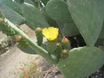 Стамбул-Гереме-Каш-Чиралы-Стамбул (01.05.13-13.05.13)