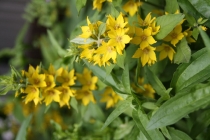 Встреча в Москве - ELENA_T приглашает