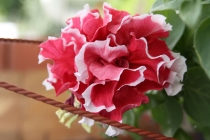 Встреча в Москве - ELENA_T приглашает