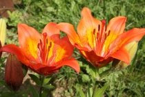 Встреча в Москве - ELENA_T приглашает