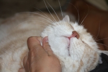 Поговорим о кошках 23