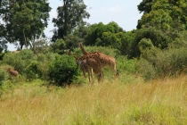 Asante sane Kenya&Tanzania! (500 фото)