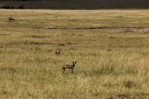 Asante sane Kenya&Tanzania! (500 фото)