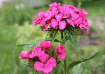 Встреча в Москве - ELENA_T приглашает