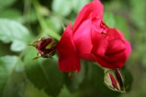 Встреча в Москве - ELENA_T приглашает