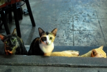 Северный Таиланд