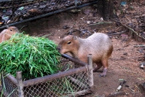 Северный Таиланд