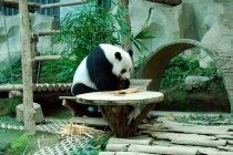 Северный Таиланд