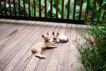 Северный Таиланд