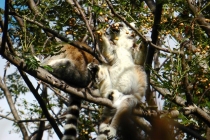 Мадагаскар-2013