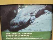 Азиатский вояж дилетантов