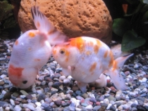 Азиатский вояж дилетантов