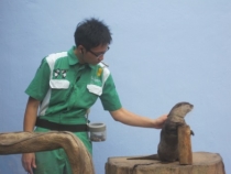 Азиатский вояж дилетантов