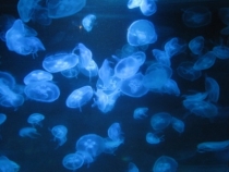 Азиатский вояж дилетантов