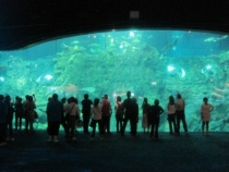 Азиатский вояж дилетантов