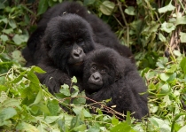 Не бойся доченька. (Конго)