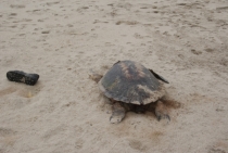 Черная жемчужина Индии - Тамил Над (август 2011)