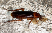 Южноамериканский дневник - записки на коленке. ч.1 Бразилия.