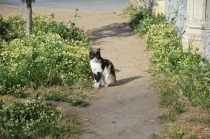 Поговорим о кошках 23