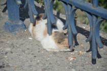 Поговорим о кошках 23