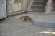 Поговорим о кошках 23