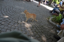 Поговорим о кошках 23