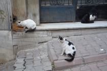 Поговорим о кошках 23