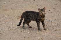 Поговорим о кошках 23