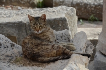 Поговорим о кошках 23