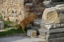 Поговорим о кошках 23