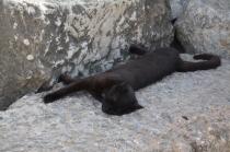 Поговорим о кошках 23