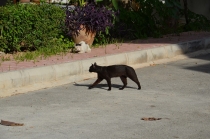 Поговорим о кошках 23