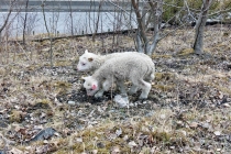 Норвежские фьорды в начале мая. У природы нет плохой погоды?
