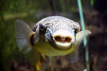 В Нормандию на кемпере - отчёт о путешествии