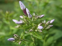 Yeslii, Дина ! С Днем Рождения !