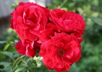 Yeslii, Дина ! С Днем Рождения !