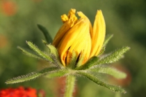 Yeslii, Дина ! С Днем Рождения !