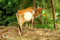 Филиппины-Рай на Земле, или где живет Солнце.