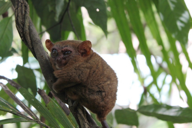 Филиппины-Рай на Земле, или где живет Солнце.