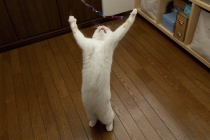 Торжество КПМ