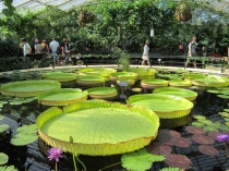 Кью-гардекс