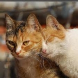 Поговорим о кошках 23