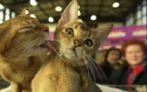 Поговорим о кошках 23