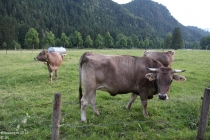 Бавария 2013, самостоятельно на арендованном авто