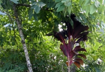 Южноамериканский дневник - записки на коленке. ч.1 Бразилия.