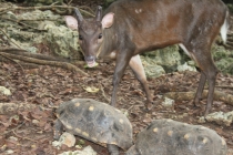 Барбадос (22.06.2013-06.07.2013). Много фото.